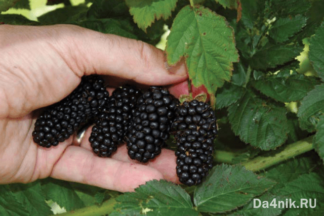 Лучшие сорта ежевики для вашего сада