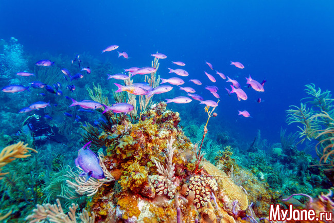 Лучшие страны для дайвинга