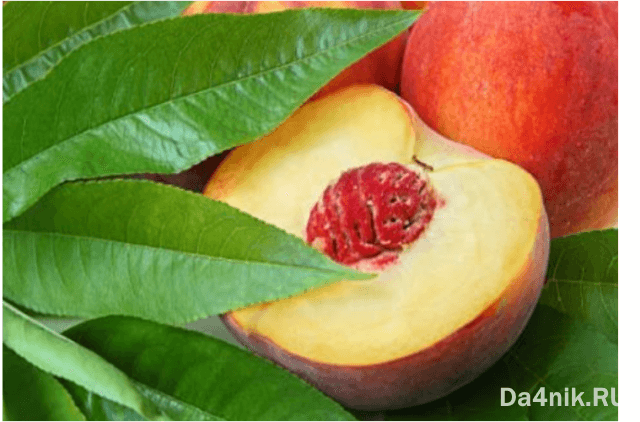 Нектарины: свойства, сорта и посадка голоплодного персика