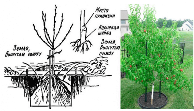 Нектарины: свойства, сорта и посадка голоплодного персика