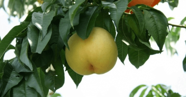 Нектарины: свойства, сорта и посадка голоплодного персика