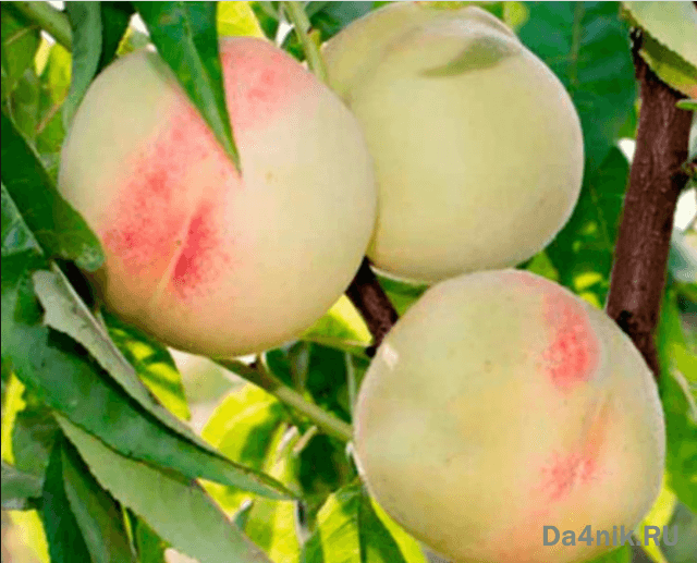 Нектарины: свойства, сорта и посадка голоплодного персика