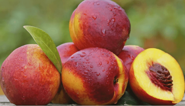 Нектарины: свойства, сорта и посадка голоплодного персика