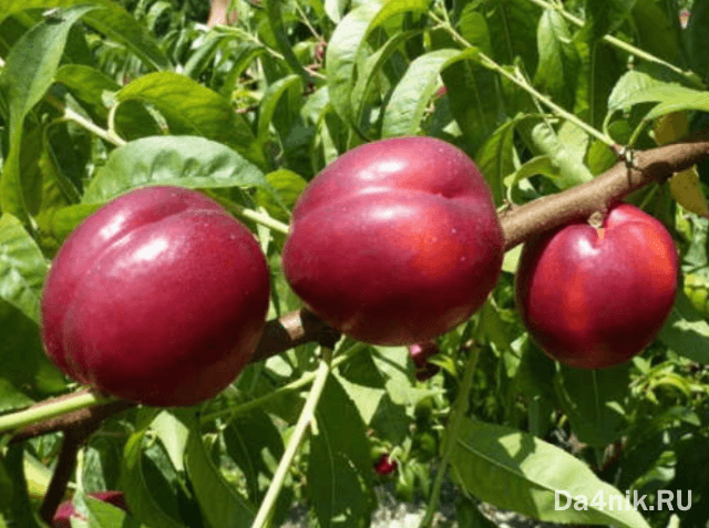 Нектарины: свойства, сорта и посадка голоплодного персика