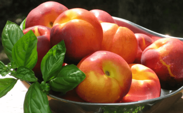Нектарины: свойства, сорта и посадка голоплодного персика