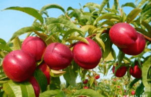 Нектарины: свойства, сорта и посадка голоплодного персика