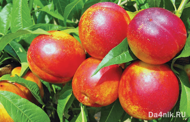 Нектарины: свойства, сорта и посадка голоплодного персика