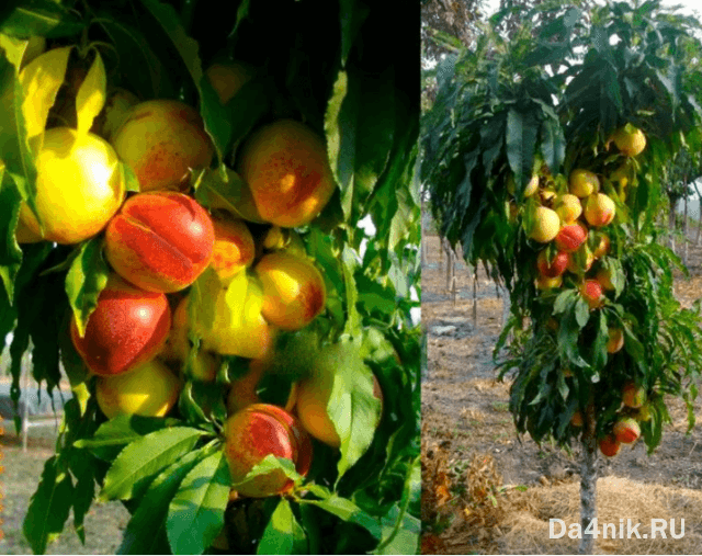 Нектарины: свойства, сорта и посадка голоплодного персика