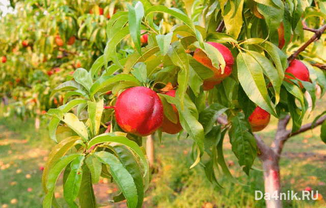 Нектарины: свойства, сорта и посадка голоплодного персика