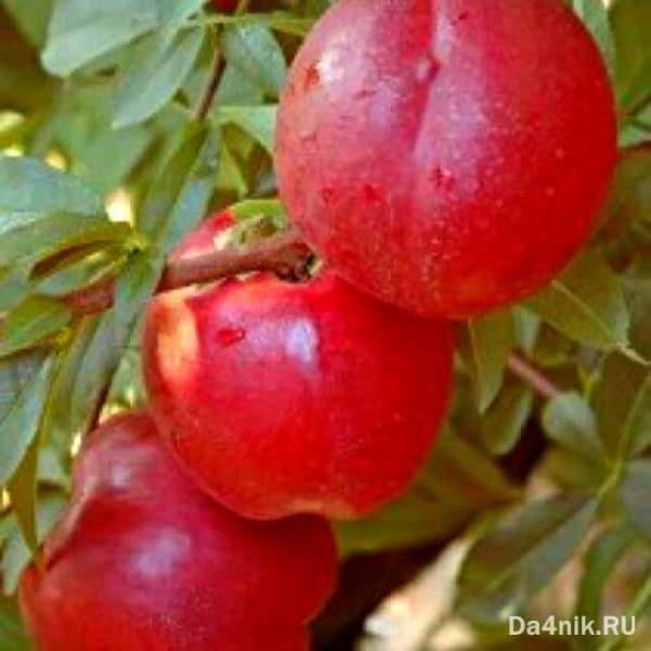 Нектарины: свойства, сорта и посадка голоплодного персика