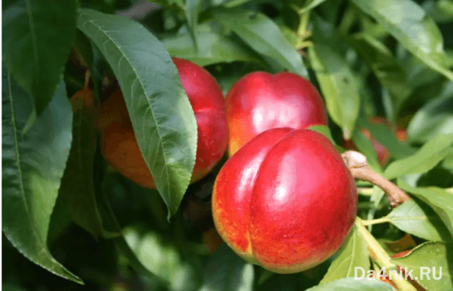 Нектарины: свойства, сорта и посадка голоплодного персика