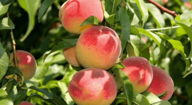 Нектарины: свойства, сорта и посадка голоплодного персика