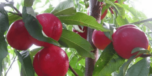 Нектарины: свойства, сорта и посадка голоплодного персика