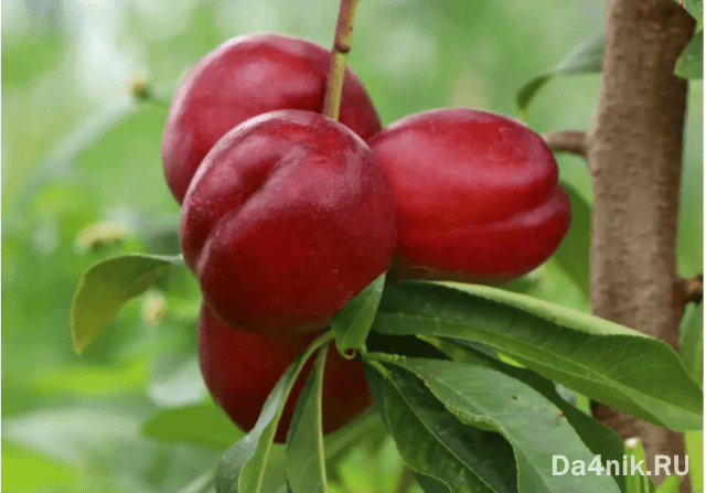 Нектарины: свойства, сорта и посадка голоплодного персика