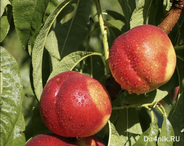 Нектарины: свойства, сорта и посадка голоплодного персика