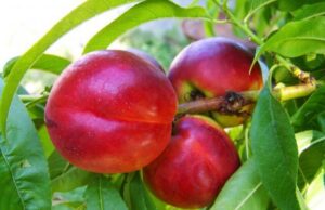 Новая информация о пользе и вреде нектарина для здоровья организма