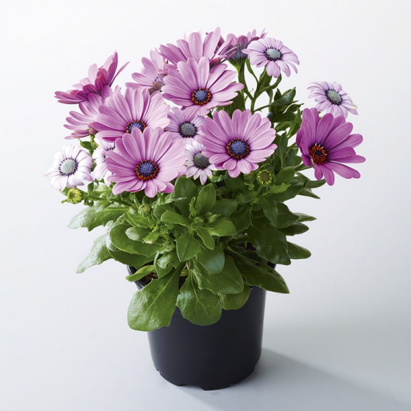 Остеоспермум или африканская ромашка: 105+ фото сортов, правила выращивания, ухода и размножения