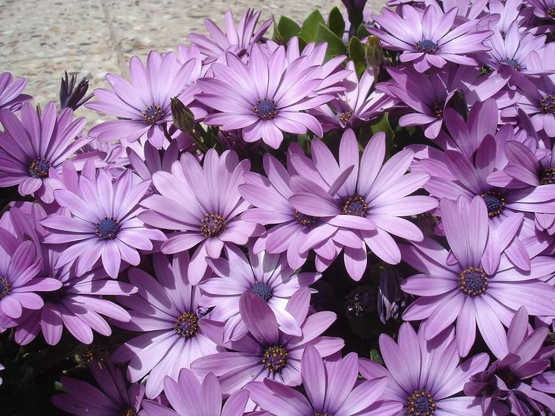 Остеоспермум или африканская ромашка: 105+ фото сортов, правила выращивания, ухода и размножения