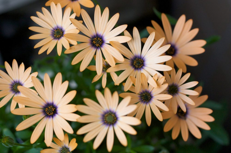 Остеоспермум или африканская ромашка: 105+ фото сортов, правила выращивания, ухода и размножения