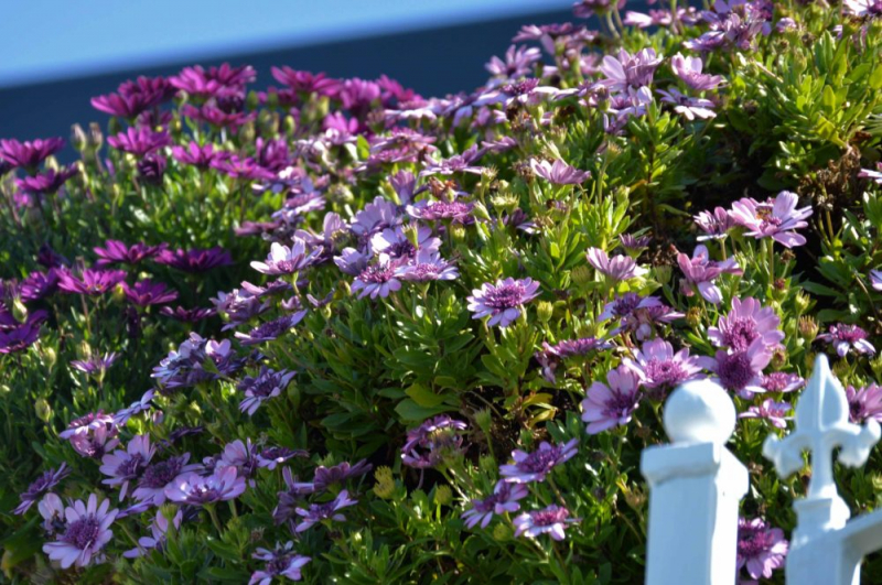 Остеоспермум или африканская ромашка: 105+ фото сортов, правила выращивания, ухода и размножения