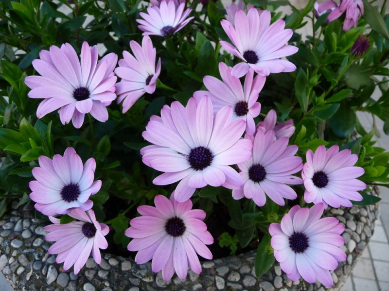 Остеоспермум или африканская ромашка: 105+ фото сортов, правила выращивания, ухода и размножения