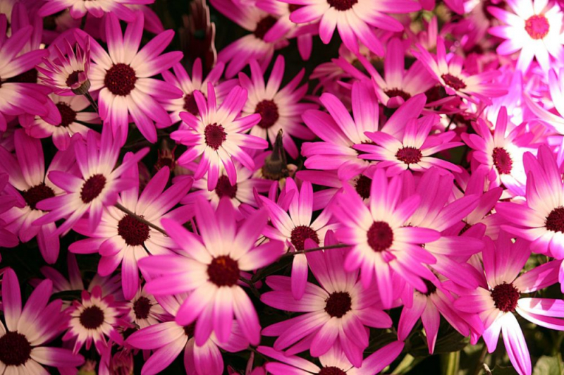 Остеоспермум или африканская ромашка: 105+ фото сортов, правила выращивания, ухода и размножения