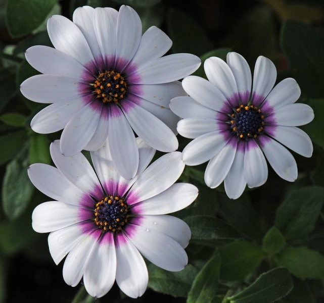 Остеоспермум или африканская ромашка: 105+ фото сортов, правила выращивания, ухода и размножения