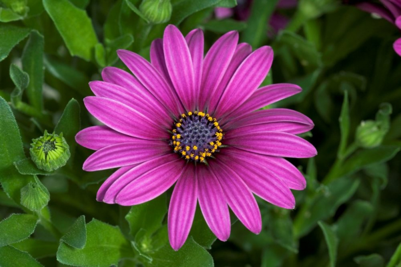 Остеоспермум или африканская ромашка: 105+ фото сортов, правила выращивания, ухода и размножения