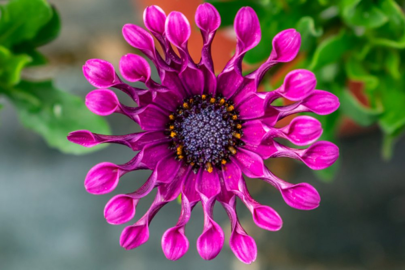 Остеоспермум или африканская ромашка: 105+ фото сортов, правила выращивания, ухода и размножения