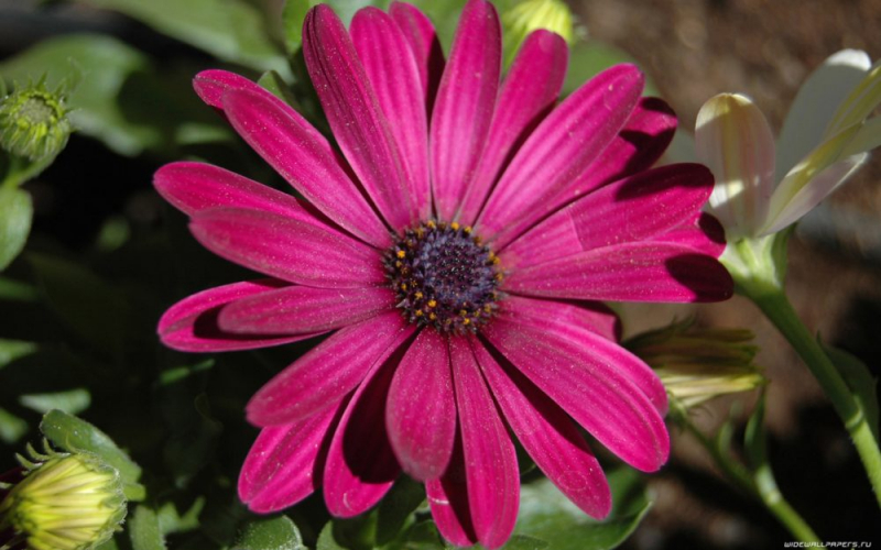 Остеоспермум или африканская ромашка: 105+ фото сортов, правила выращивания, ухода и размножения