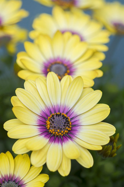 Остеоспермум или африканская ромашка: 105+ фото сортов, правила выращивания, ухода и размножения