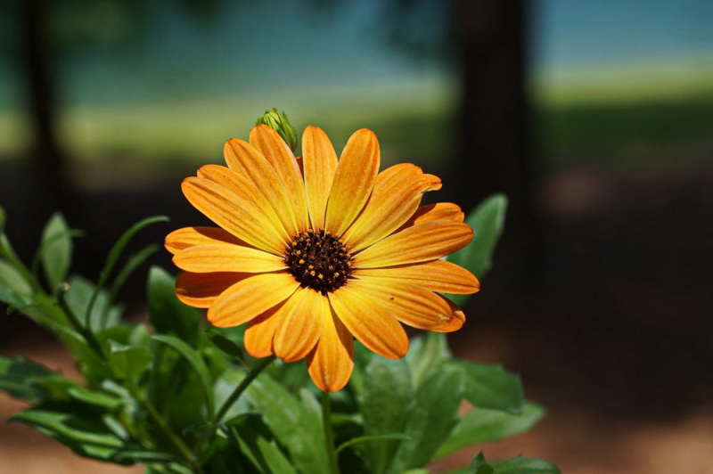 Остеоспермум или африканская ромашка: 105+ фото сортов, правила выращивания, ухода и размножения