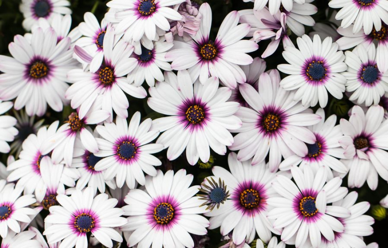 Остеоспермум или африканская ромашка: 105+ фото сортов, правила выращивания, ухода и размножения