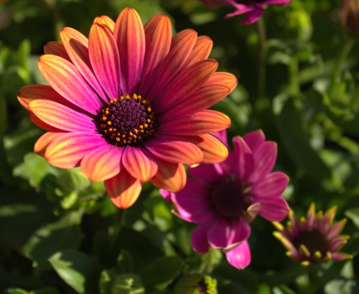 Остеоспермум или африканская ромашка: 105+ фото сортов, правила выращивания, ухода и размножения