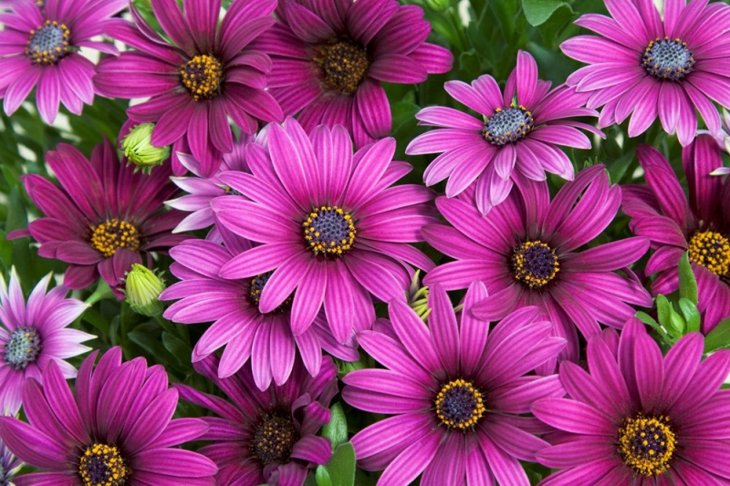 Остеоспермум или африканская ромашка: 105+ фото сортов, правила выращивания, ухода и размножения