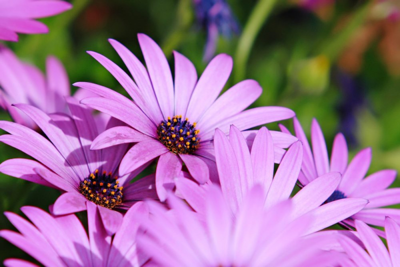 Остеоспермум или африканская ромашка: 105+ фото сортов, правила выращивания, ухода и размножения