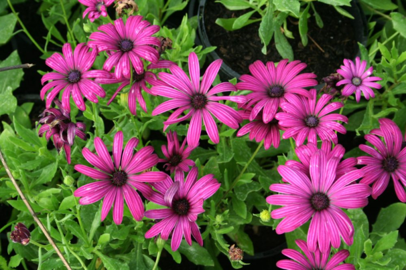 Остеоспермум или африканская ромашка: 105+ фото сортов, правила выращивания, ухода и размножения