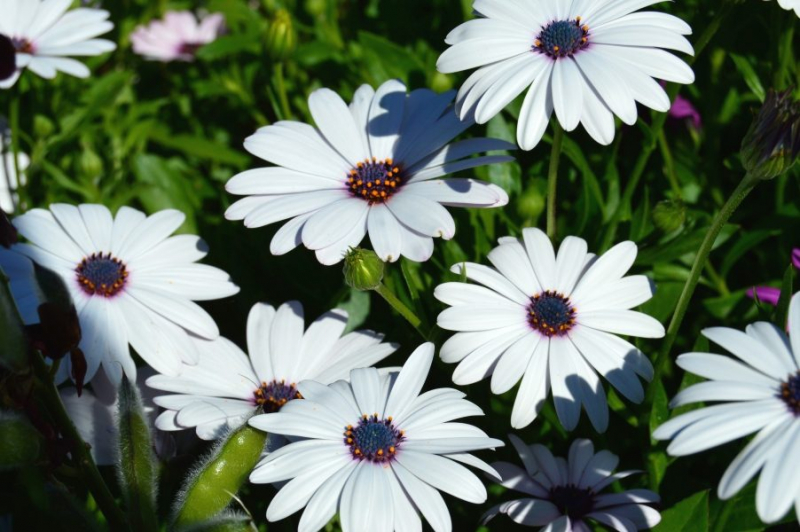 Остеоспермум или африканская ромашка: 105+ фото сортов, правила выращивания, ухода и размножения