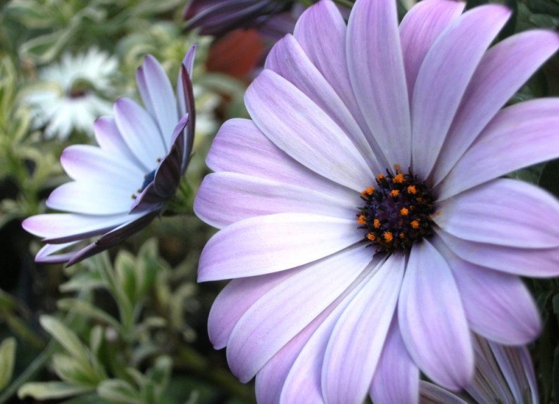 Остеоспермум или африканская ромашка: 105+ фото сортов, правила выращивания, ухода и размножения