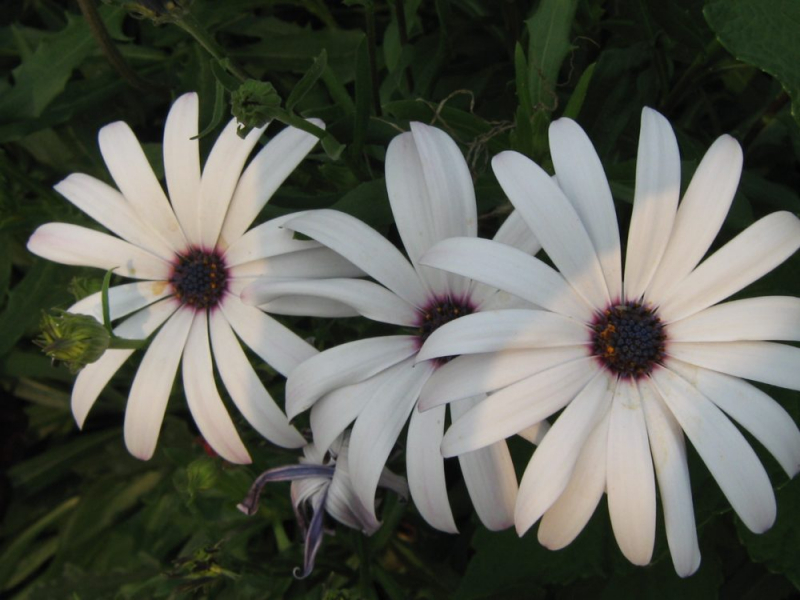 Остеоспермум или африканская ромашка: 105+ фото сортов, правила выращивания, ухода и размножения