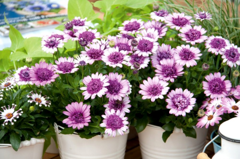 Остеоспермум или африканская ромашка: 105+ фото сортов, правила выращивания, ухода и размножения