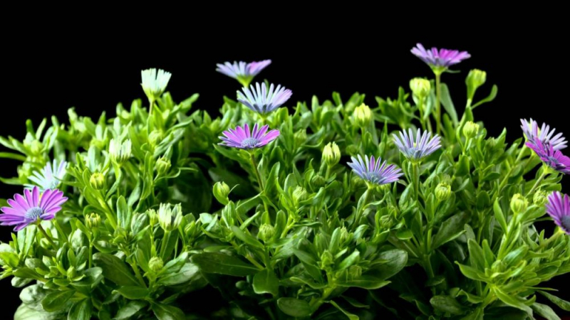 Остеоспермум или африканская ромашка: 105+ фото сортов, правила выращивания, ухода и размножения