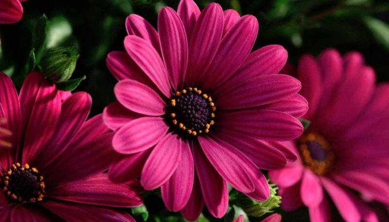 Остеоспермум или африканская ромашка: 105+ фото сортов, правила выращивания, ухода и размножения