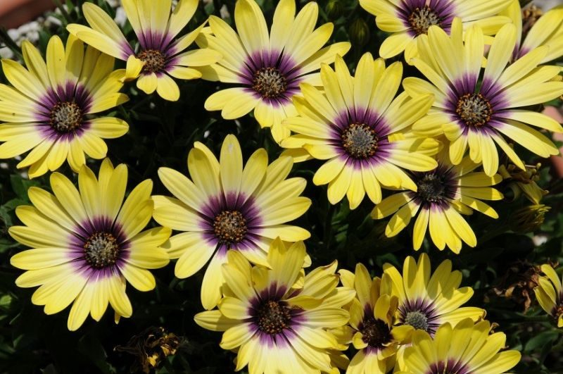 Остеоспермум или африканская ромашка: 105+ фото сортов, правила выращивания, ухода и размножения