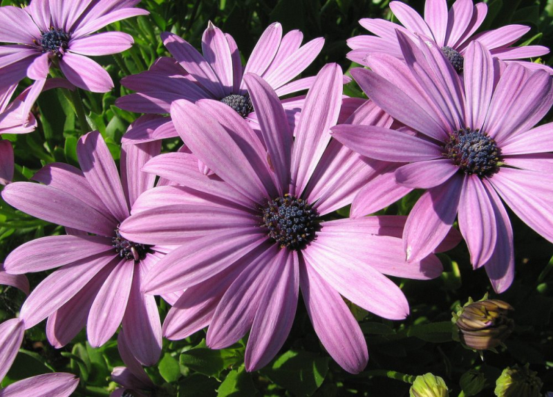 Остеоспермум или африканская ромашка: 105+ фото сортов, правила выращивания, ухода и размножения