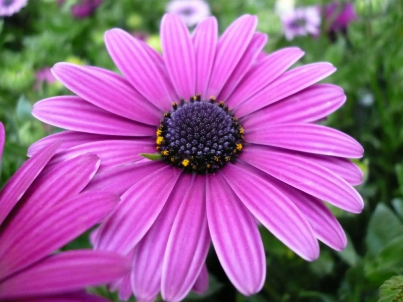 Остеоспермум или африканская ромашка: 105+ фото сортов, правила выращивания, ухода и размножения