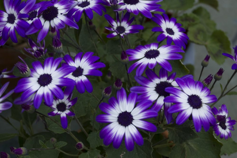 Остеоспермум или африканская ромашка: 105+ фото сортов, правила выращивания, ухода и размножения