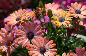 Остеоспермум или африканская ромашка: 105+ фото сортов, правила выращивания, ухода и размножения