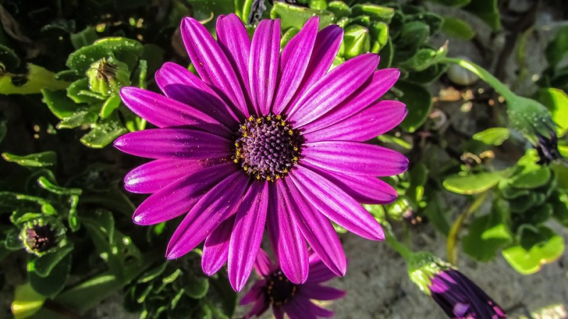 Остеоспермум или африканская ромашка: 105+ фото сортов, правила выращивания, ухода и размножения