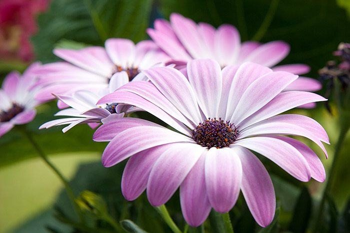 Остеоспермум или африканская ромашка: 105+ фото сортов, правила выращивания, ухода и размножения